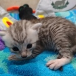 Mau Silver Male DOB 8-19-22