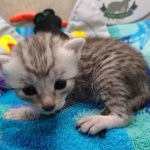 Mau Silver Male DOB 8-19-22