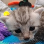 Mau Silver Male DOB 8-19-22