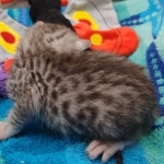 Mau Silver Male DOB 8-19-22