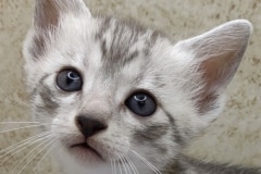 Egyptian Mau Silver Male #3 DOB 8-7-24