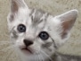 Egyptian Mau Silver Male #3 DOB 8-7-24
