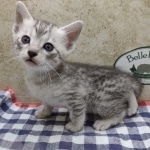 Egyptian-Mau-silver-Male-a