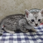 Egyptian-Mau-silver-Male-aa