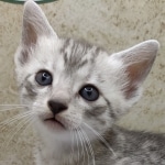 Egyptian-Mau-silver-Male-aaa
