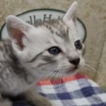 Egyptian-Mau-silver-Male-aaaa