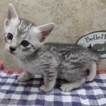 Egyptian-Mau-silver-Male