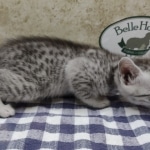 Egyptian-Mau-silver-Maleaaa