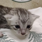 silver-Mau-Male-3