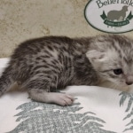 silver-Mau-Male-3a