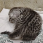 silver-Mau-Male-3b