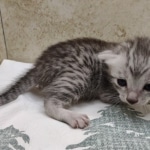 silver-Mau-Male-3c