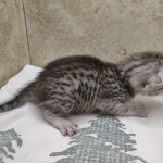 silver-Mau-Male-3d