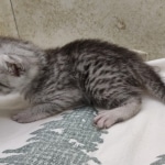 silver-Mau-Male-3g