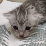 silver-Mau-Male-3h