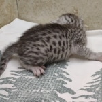 silver-Mau-Male-3i