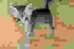 Tabu, Egyptian Mau, Silver, Male #3, DOB 8-9-20