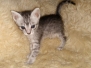 Tabu, Egyptian Mau, Silver, Male #3, DOB 8-9-20