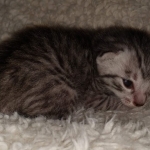 Mau, silver Male #3, DOB 8-9-20