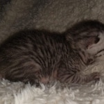 Mau, silver Male #3, DOB 8-9-20