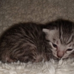 Mau, silver Male #3, DOB 8-9-20