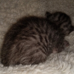 Mau, silver Male #3, DOB 8-9-20
