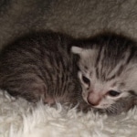 Mau, silver Male #3, DOB 8-9-20