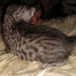 Mau, silver Male #3, DOB 8-9-20