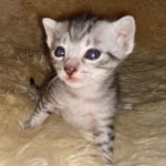 Mau, silver Male #3, DOB 8-9-20