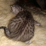 Mau, silver Male #3, DOB 8-9-20