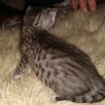 Mau, silver Male #3, DOB 8-9-20