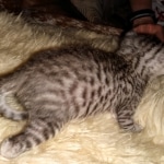 Mau, silver Male #3, DOB 8-9-20