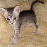 Mau, silver Male #3, DOB 8-9-20