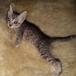 Mau, silver Male #3, DOB 8-9-20