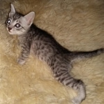 Mau, silver Male #3, DOB 8-9-20