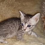 Mau, silver Male #3, DOB 8-9-20
