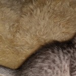 Mau, silver Male #3, DOB 8-9-20