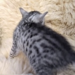 Max, Egyptian Mau, Silver, Male #3, DOB 9-15-19