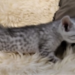 Max, Egyptian Mau, Silver, Male #3, DOB 9-15-19