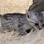 Max, Egyptian Mau, Silver, Male #3, DOB 9-15-19