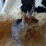 Max, Egyptian Mau, Silver, Male #3, DOB 9-15-19