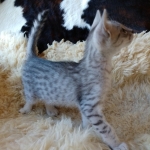 Max, Egyptian Mau, Silver, Male #3, DOB 9-15-19