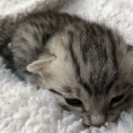 Egyptian Mau, Silver, Male #3, DOB 9-15-19