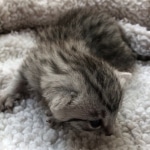 Egyptian Mau, Silver, Male #3, DOB 9-15-19