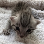 Egyptian Mau, Silver, Male #3, DOB 9-15-19