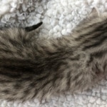 Egyptian Mau, Silver, Male #3, DOB 9-15-19