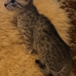 Max, Egyptian Mau, Silver, Male #3, DOB 9-15-19