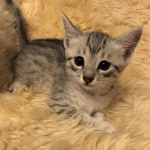 Max, Egyptian Mau, Silver, Male #3, DOB 9-15-19