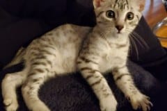 Jax, Egyptian Mau Silver Male #3 DOB 9-20-20