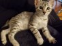 Jax, Egyptian Mau Silver Male #3 DOB 9-20-20